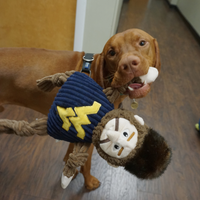 NCAA West Virginia University, Mountaineer Knottie® Plush Dog Toy - BIG FRENCHIES