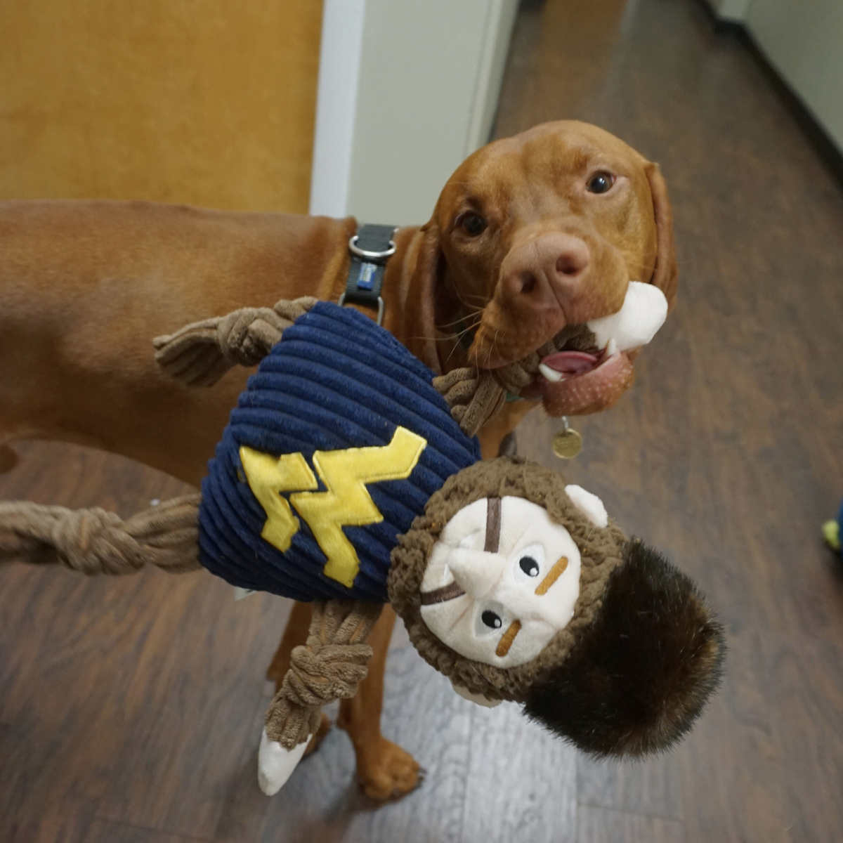 NCAA West Virginia University, Mountaineer Knottie® Plush Dog Toy - BIG FRENCHIES