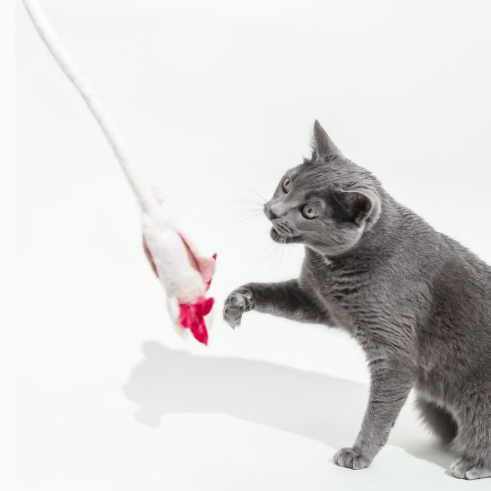 A Little 'Lotl - An Axolotl Wool Cat Toy