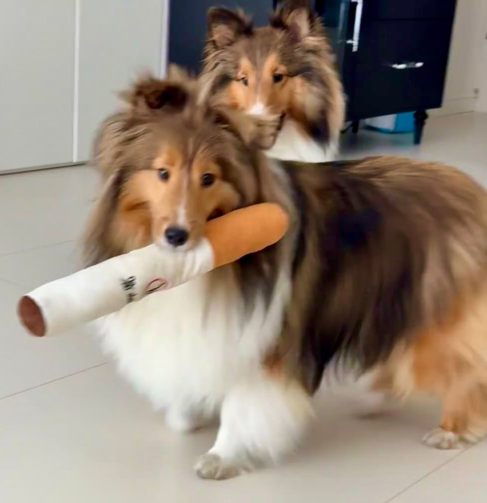 Dog toy cigarettes-Pet Toys-BIG FRENCHIES-Jane's Pet Boutique