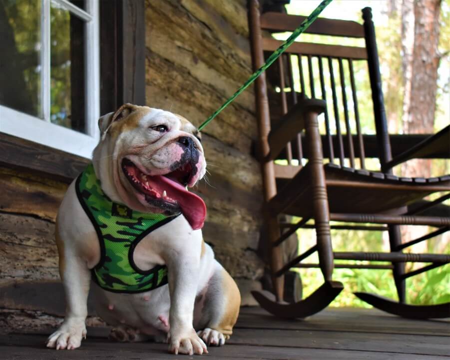 EcoBark Camo Dog Leash- Comfort Grip Padded Leash - 4ft, 5ft, and 6ft for Small and Medium Dogs - BIG FRENCHIES