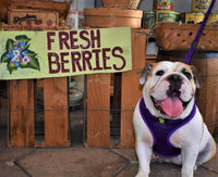 EcoBark Purple Dog Harness - Over-the-Head Soft Mesh Dog Vest Halter for Small to Medium Dogs and Puppies - BIG FRENCHIES