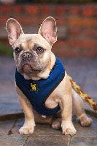 EcoBark Navy Dog Harness - Over-the-Head Soft Mesh Dog Vest Halter for Small to Medium Dogs and Puppies - BIG FRENCHIES