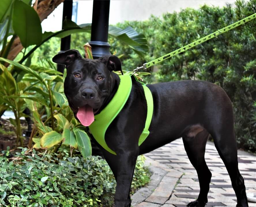 EcoBark Lime Green Dog Leash- Padded Comfort Grip Leash - 4ft, 5ft, and 6ft Dog Leash for Small and Medium Dogs - BIG FRENCHIES