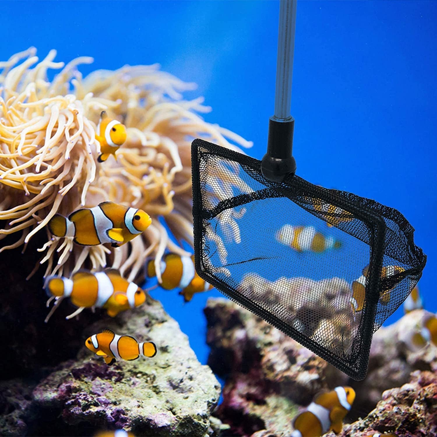 2.5 Inch Fish Net for Fish Tank - BIG FRENCHIES