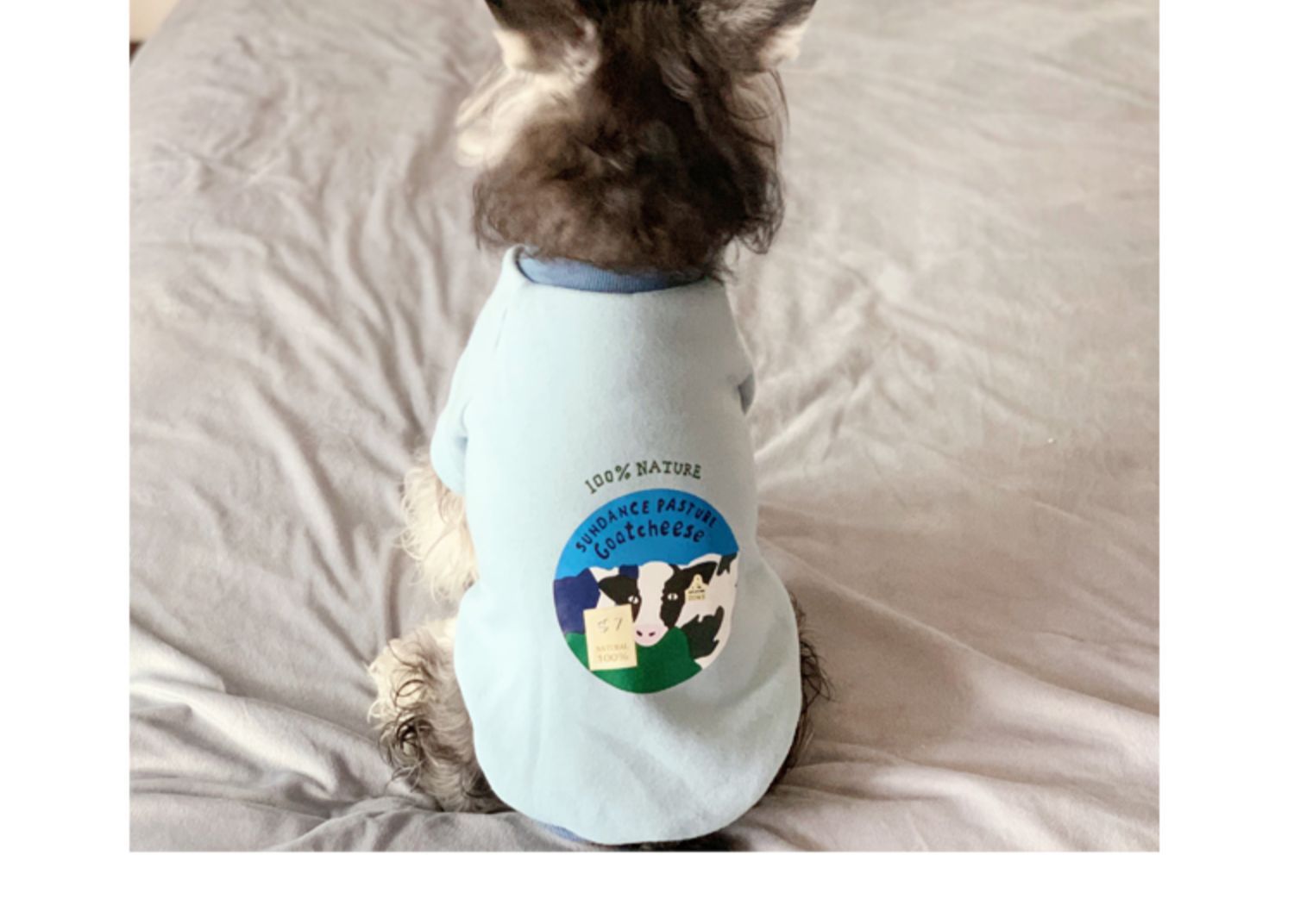 Clothes For Small Milk Cats To Keep Warm In Spring And Autumn British Short Pets