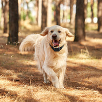 1Set 990FT Range Dog Wireless Fence Remote Training Collar IPX6 Waterproof Receiver With 0-9 Levels Beep Vibration Shock