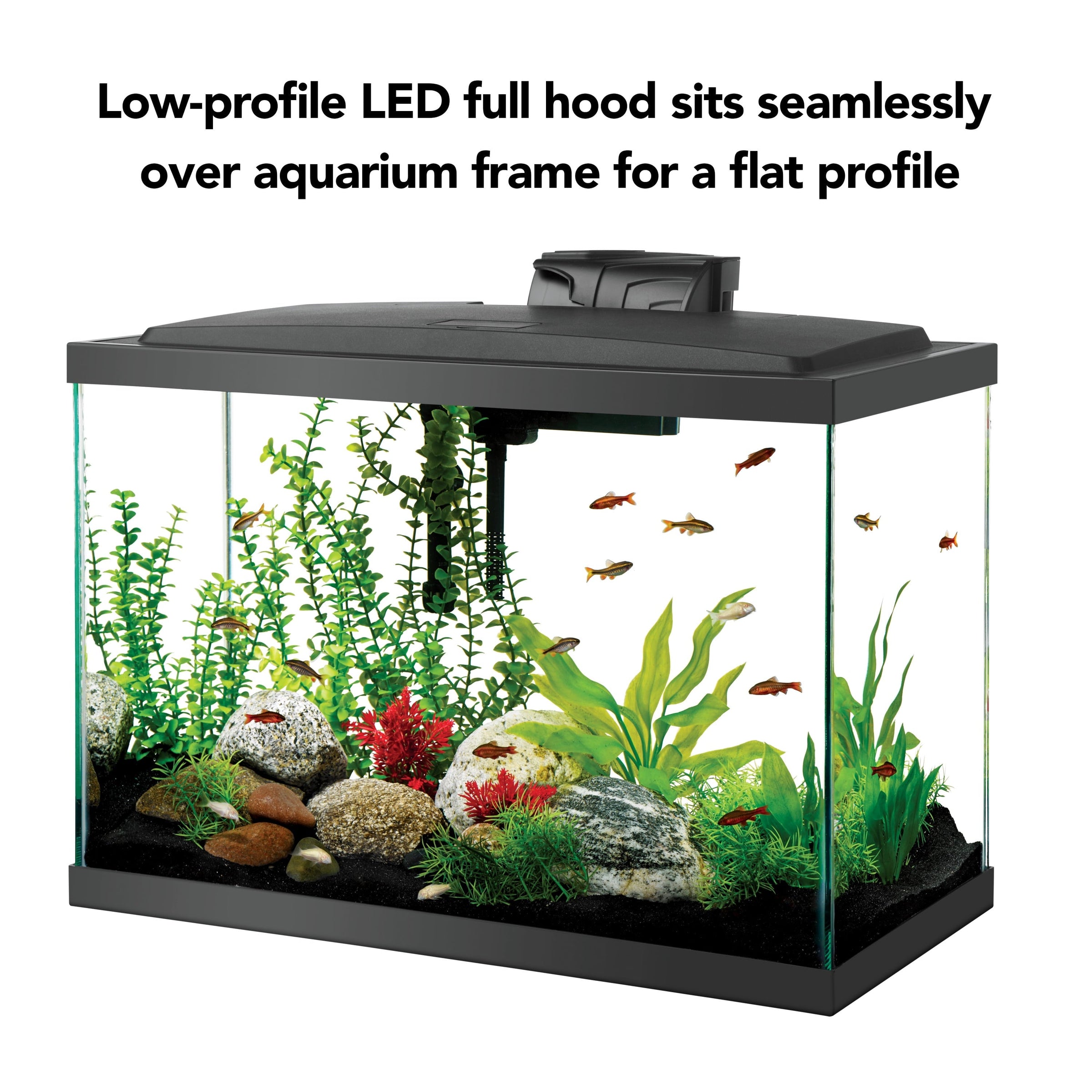 20 Gallon aquarium Starter Kit with LED Lighting - BIG FRENCHIES