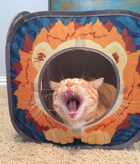 Jungle Cat Cube Combo - BIG FRENCHIES