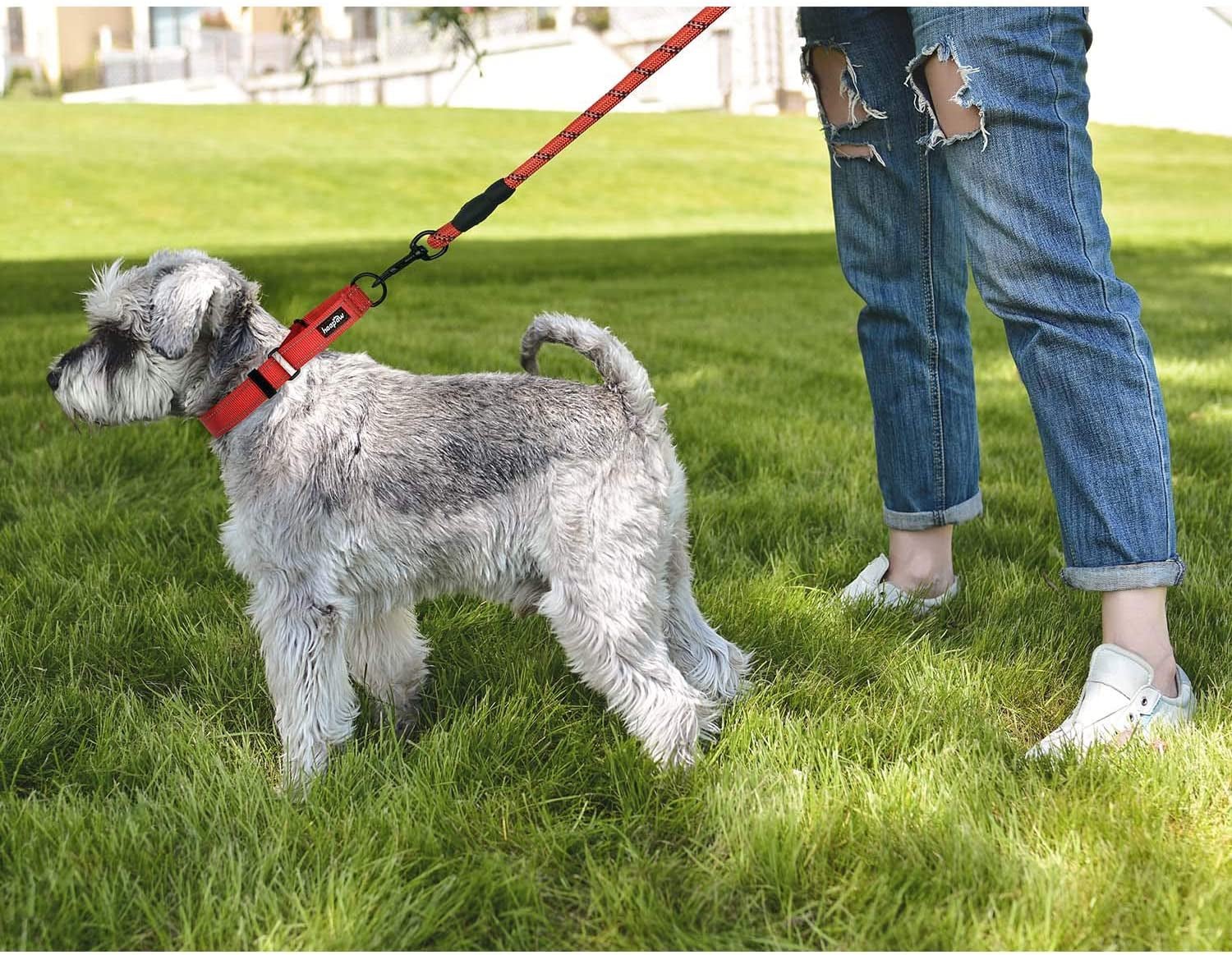 2 Packs Dog Training Collars for Small Medium Large Dogs - BIG FRENCHIES
