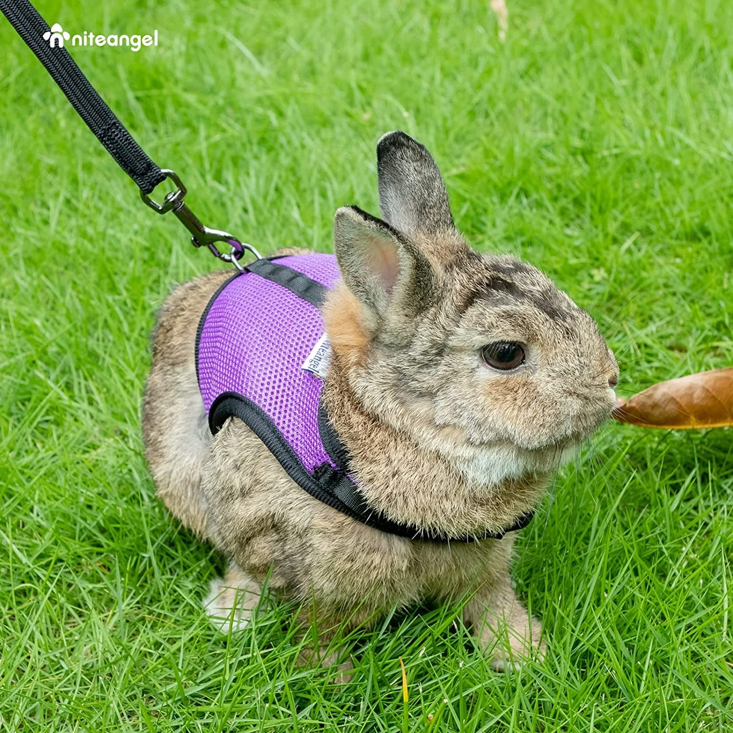 Adjustable Soft Harness with Elastic Leash for Rabbits (M, Pink) - BIG FRENCHIES