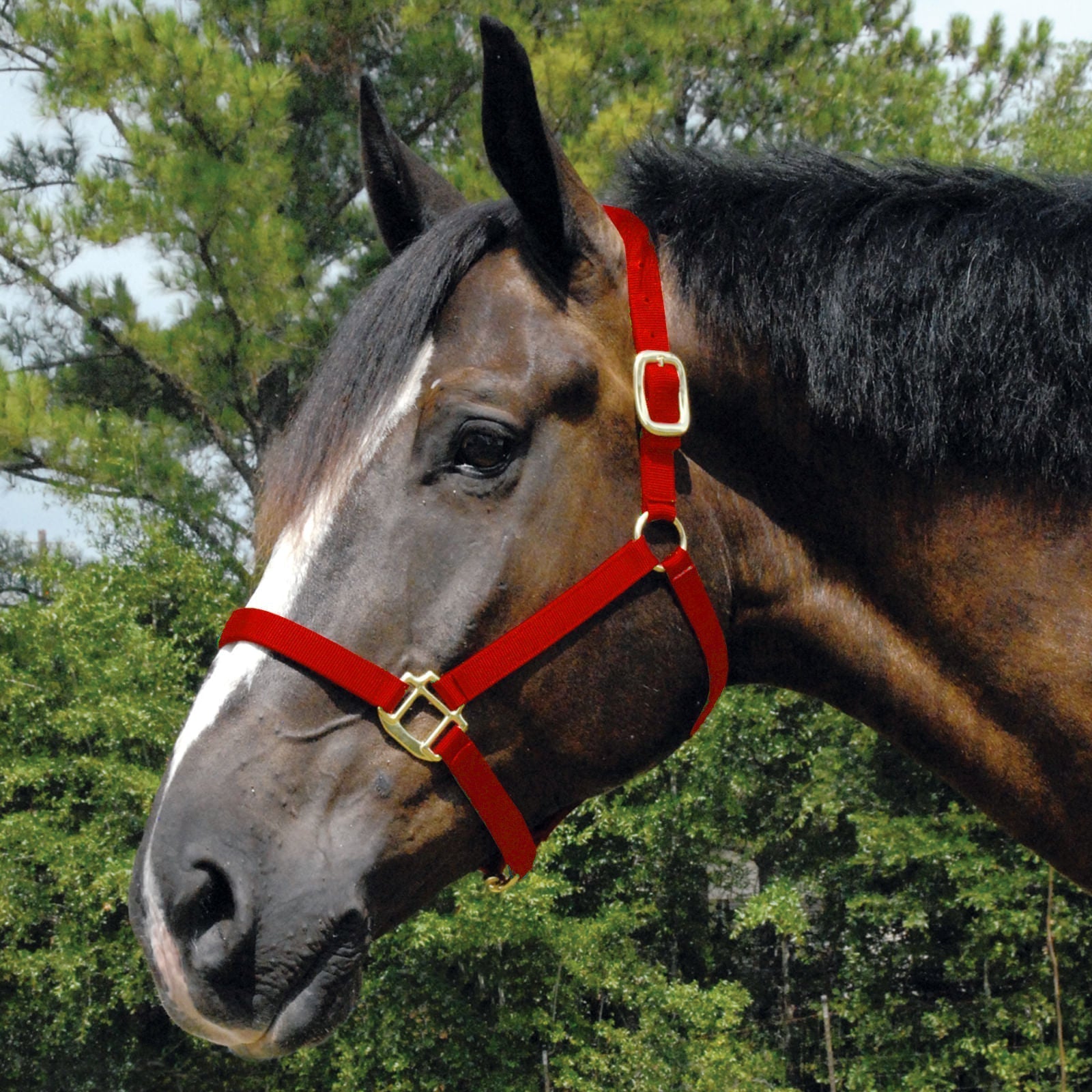 Jeffers Arabian Nylon Horse Halter
