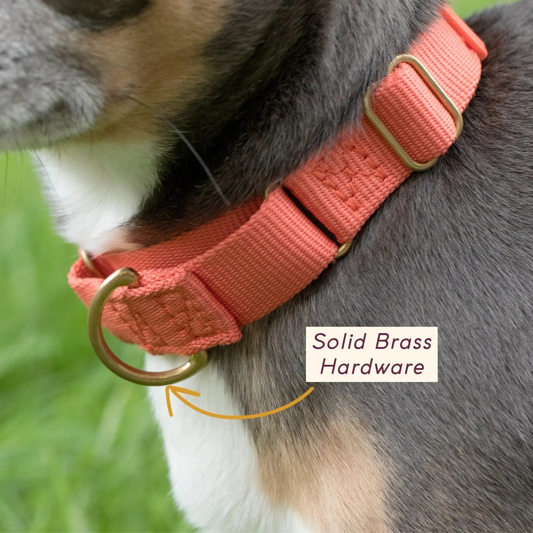 Marty Collar