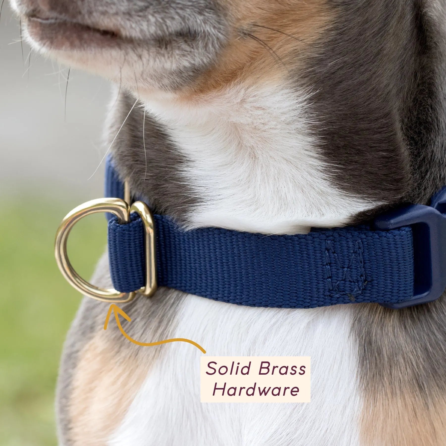 Pack Collar - Last Chance