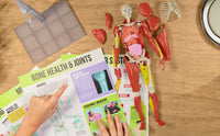 Science to The Max Interactive Human Body Fully Poseable Anatomy Figure - 14” Tall - BIG FRENCHIES