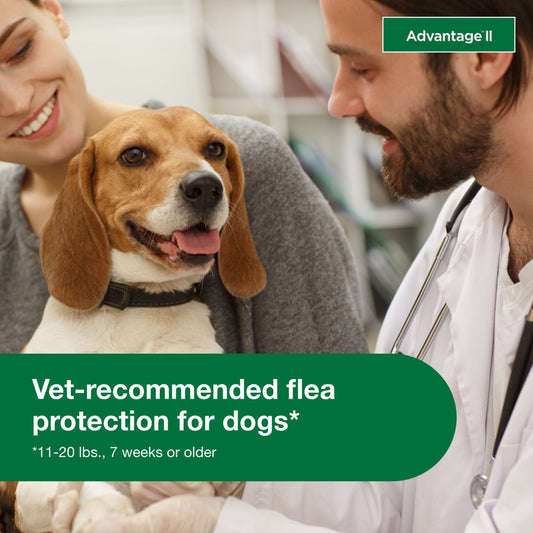Vet-Recommended Flea Prevention for Medium Dogs 11-20 Lbs, 6-Monthly Treatments - BIG FRENCHIES