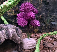 Reptile Plants Artificial - BIG FRENCHIES