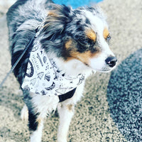 "Adventure" Dog Bandana