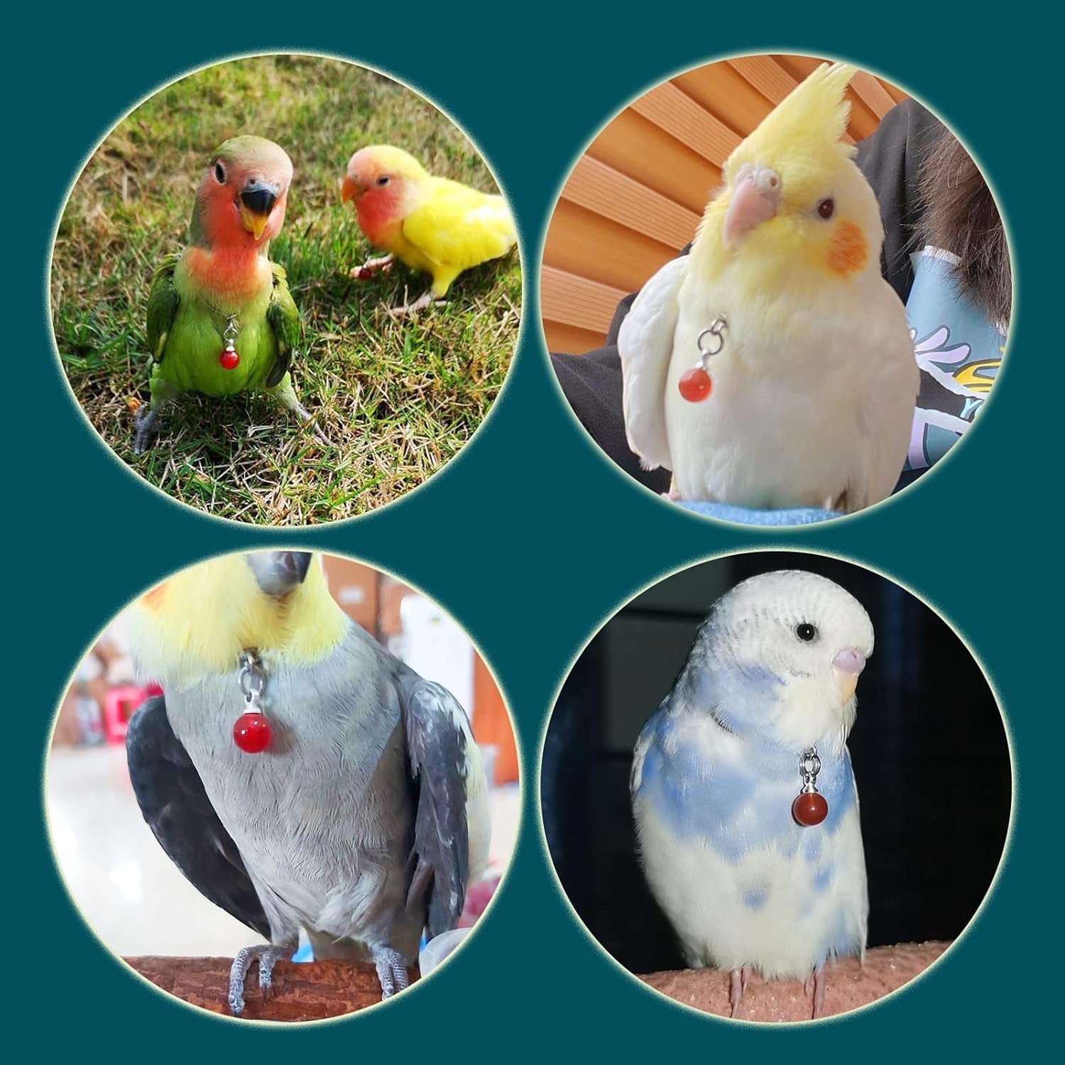 Parrot Bells Parrot Collar Necklace Parrot Decoration Parrot Scarf Clothes Budgerigar Peony Parrot Cockatiel Golden Sun Parrot - BIG FRENCHIES