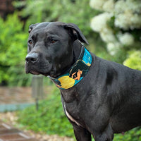 The BCW Limited Collar