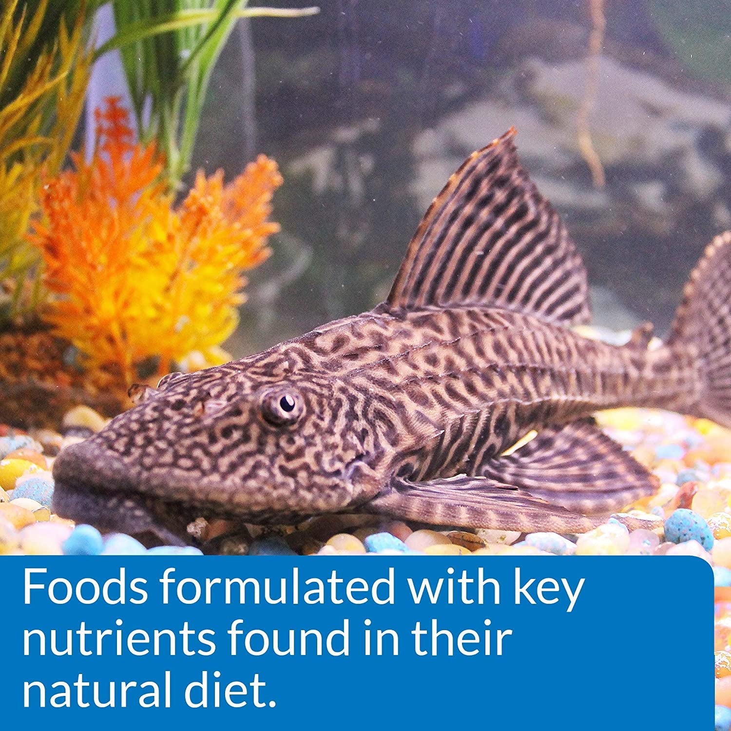 ALGAE EATER WAFERS Algae Wafer Fish Food - BIG FRENCHIES