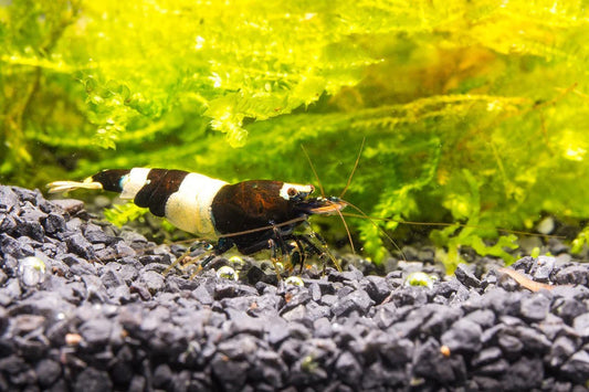 Black & White Shrimp