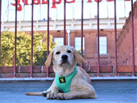 EcoBark Mint Turquoise Dog Harness - Over-the-Head Soft Mesh Vest Halter for Small to Medium Dogs - BIG FRENCHIES