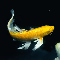 Butterfly koi