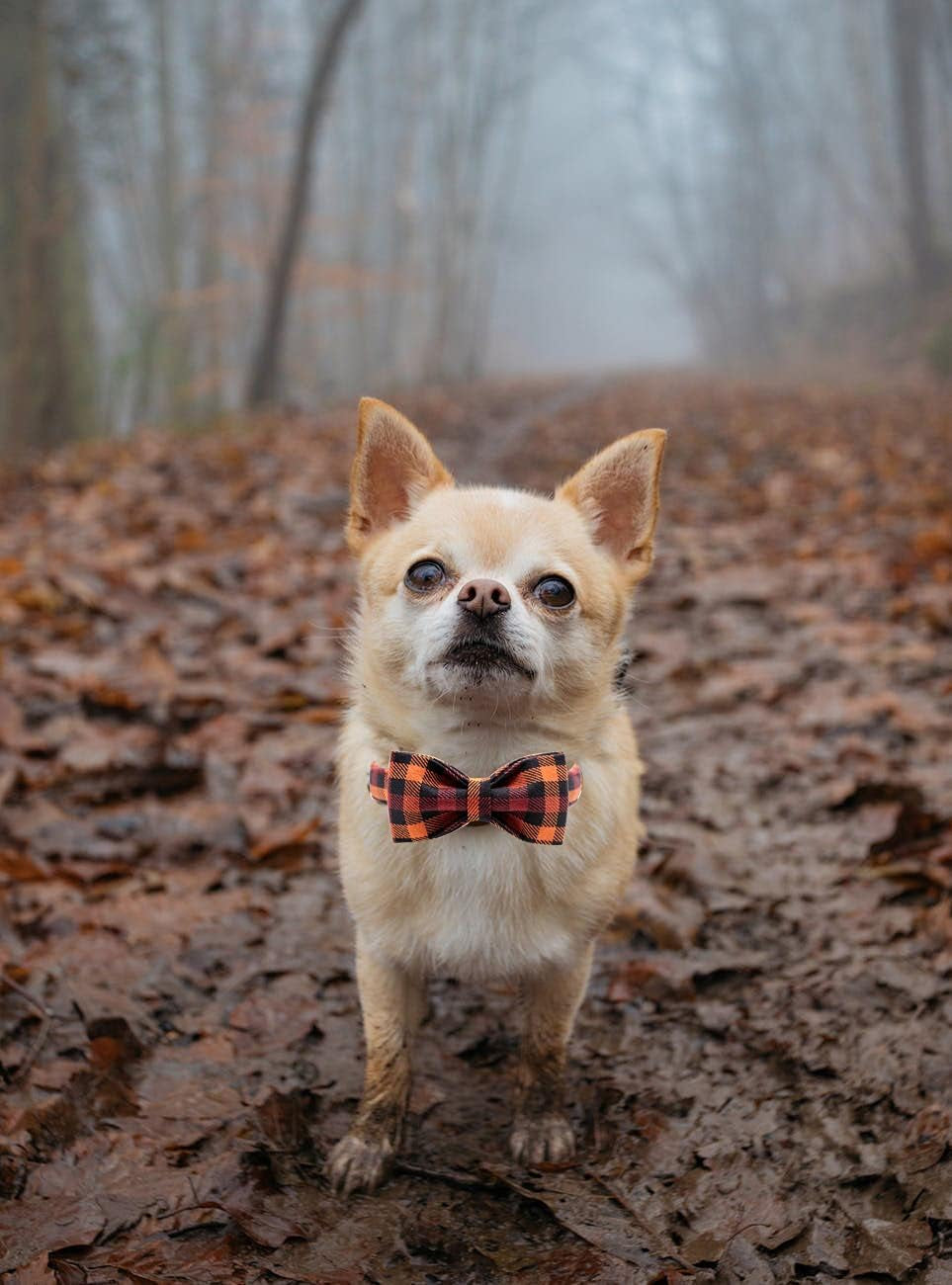 Adjustable Collars for Small Medium Large Dogs and Cats - BIG FRENCHIES
