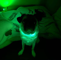 LED Dog Collar: Blue