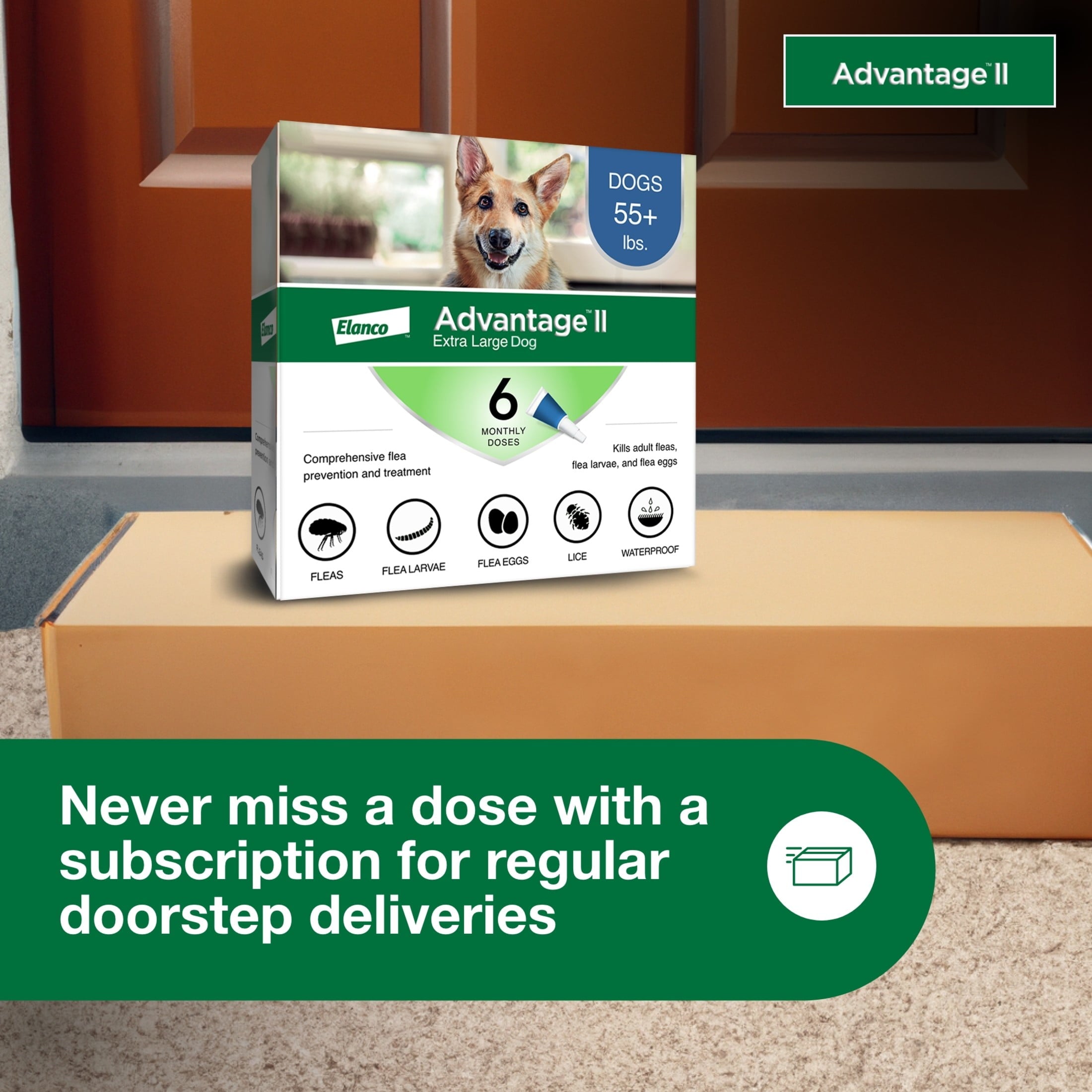 Vet-Recommended Flea Prevention for XL Dogs 55 Lbs+, 6-Monthly Treatments - BIG FRENCHIES