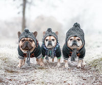 Autumn Winter Warm Knitted Pet Hats With Fluffy Ball - BIG FRENCHIES