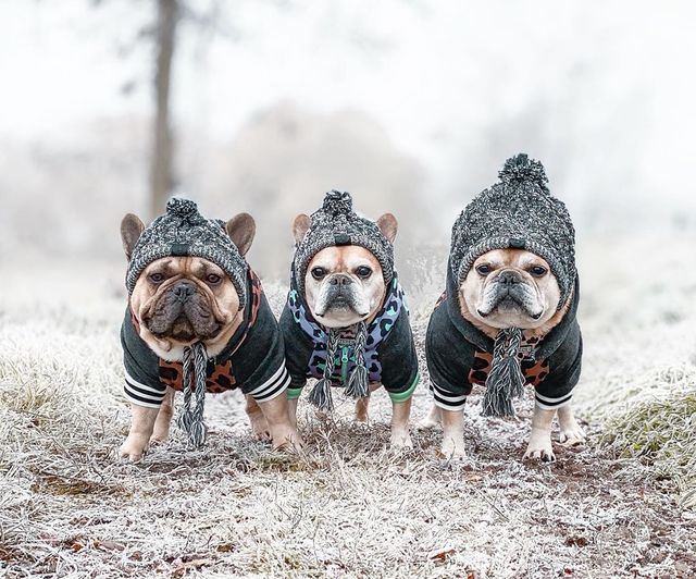 Autumn Winter Warm Knitted Pet Hats With Fluffy Ball - BIG FRENCHIES