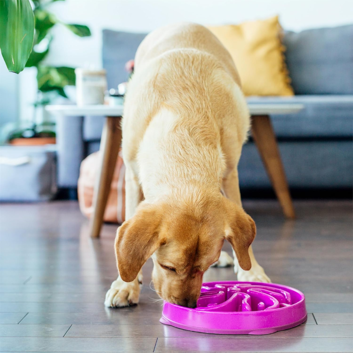 Hound Feeder Slo Bowl Large 4 Cup Capacity, Slow Feeding, Medium To Large Dogs, Non Slip, Purple, Flower Pattern