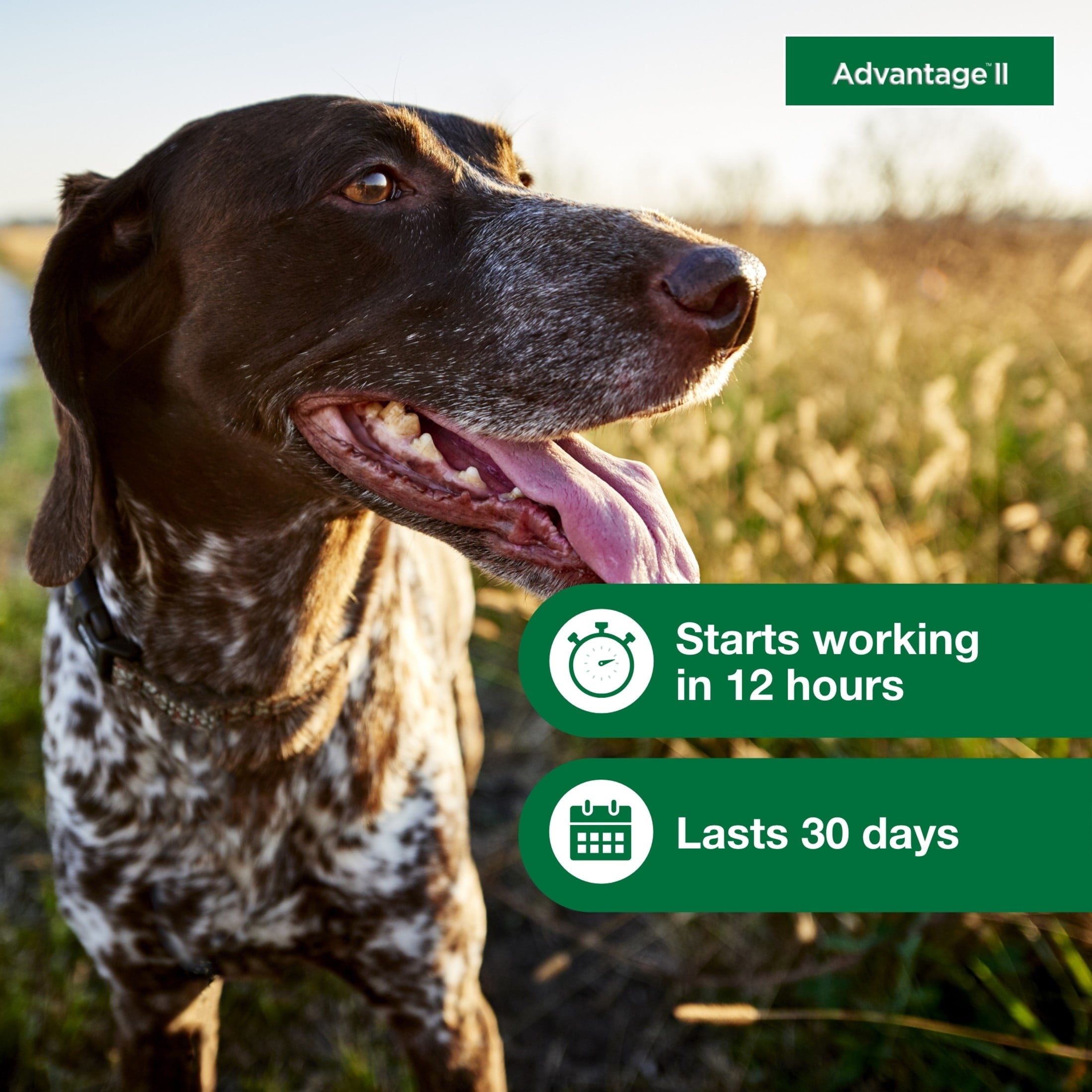 Vet-Recommended Flea Prevention for Medium Dogs 11-20 Lbs, 6-Monthly Treatments - BIG FRENCHIES