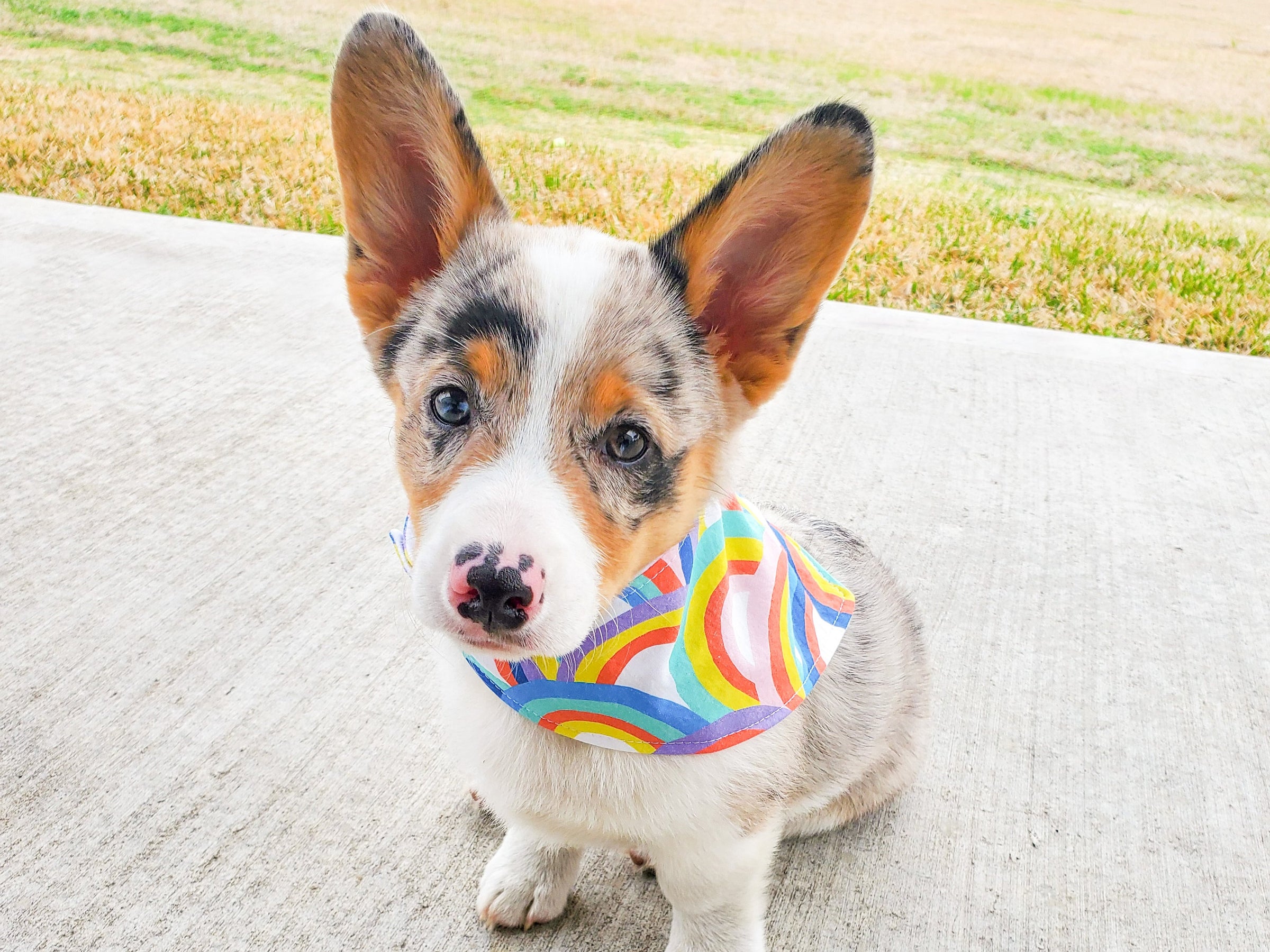 "Conversation Hearts on White" Dog Bandana