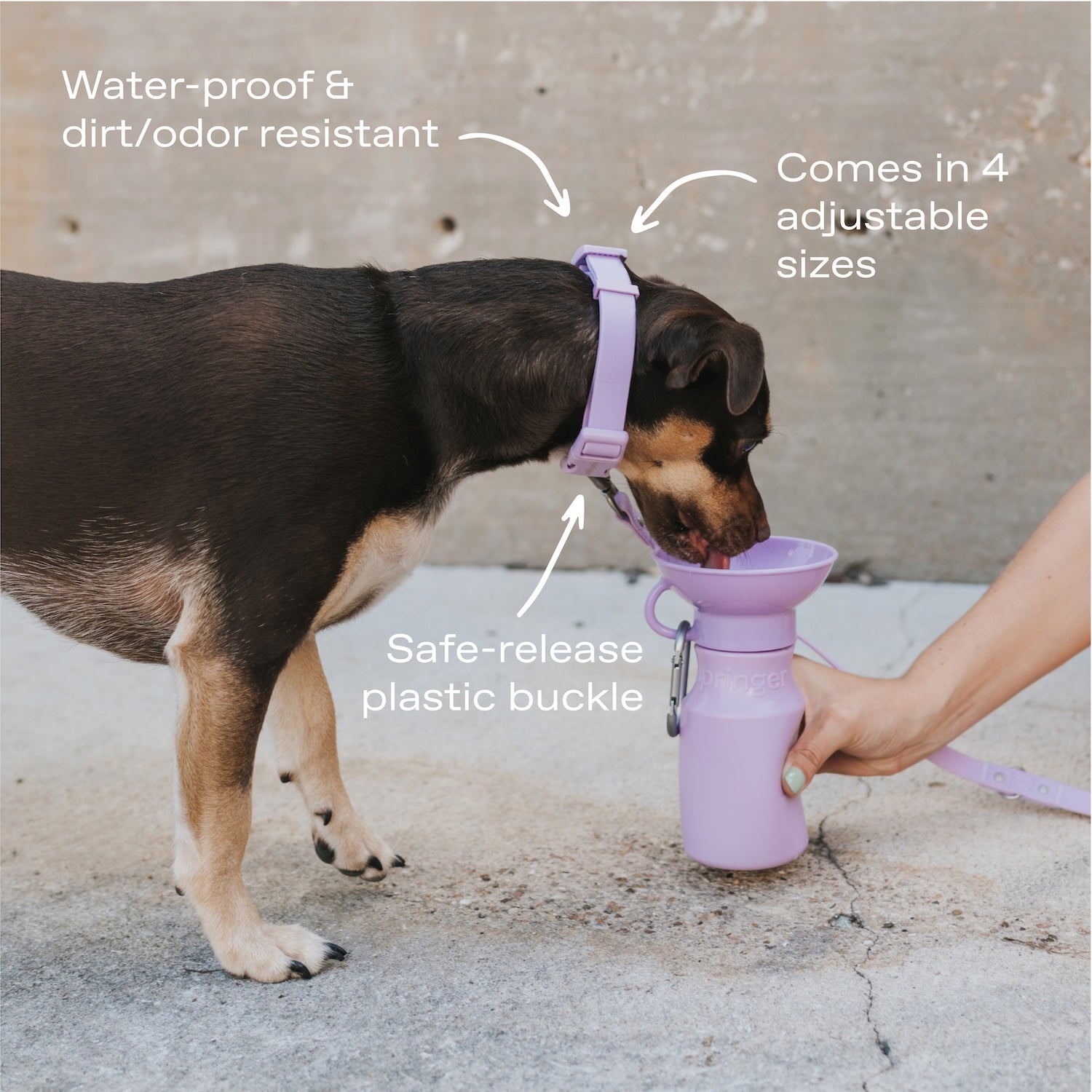 Original Waterproof Dog Collar - BIG FRENCHIES
