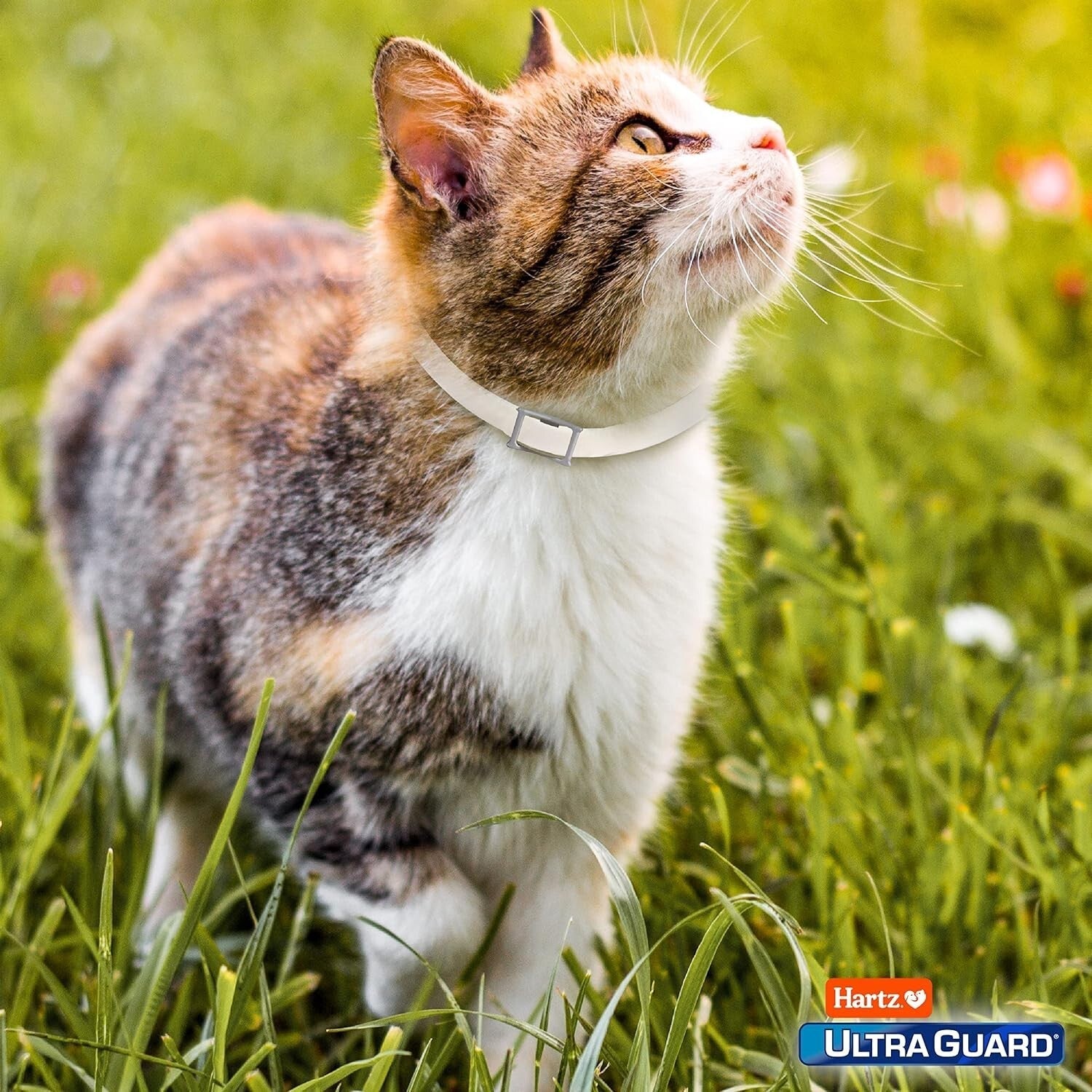 Protect Your Feline Friend with Hartz Ultraguard Flea & Tick Collar - Fresh Scented & Long-Lasting Protection for Cats & Kittens - BIG FRENCHIES