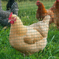 Garden Fence/Chicken Fence /Mesh Fencing Wire