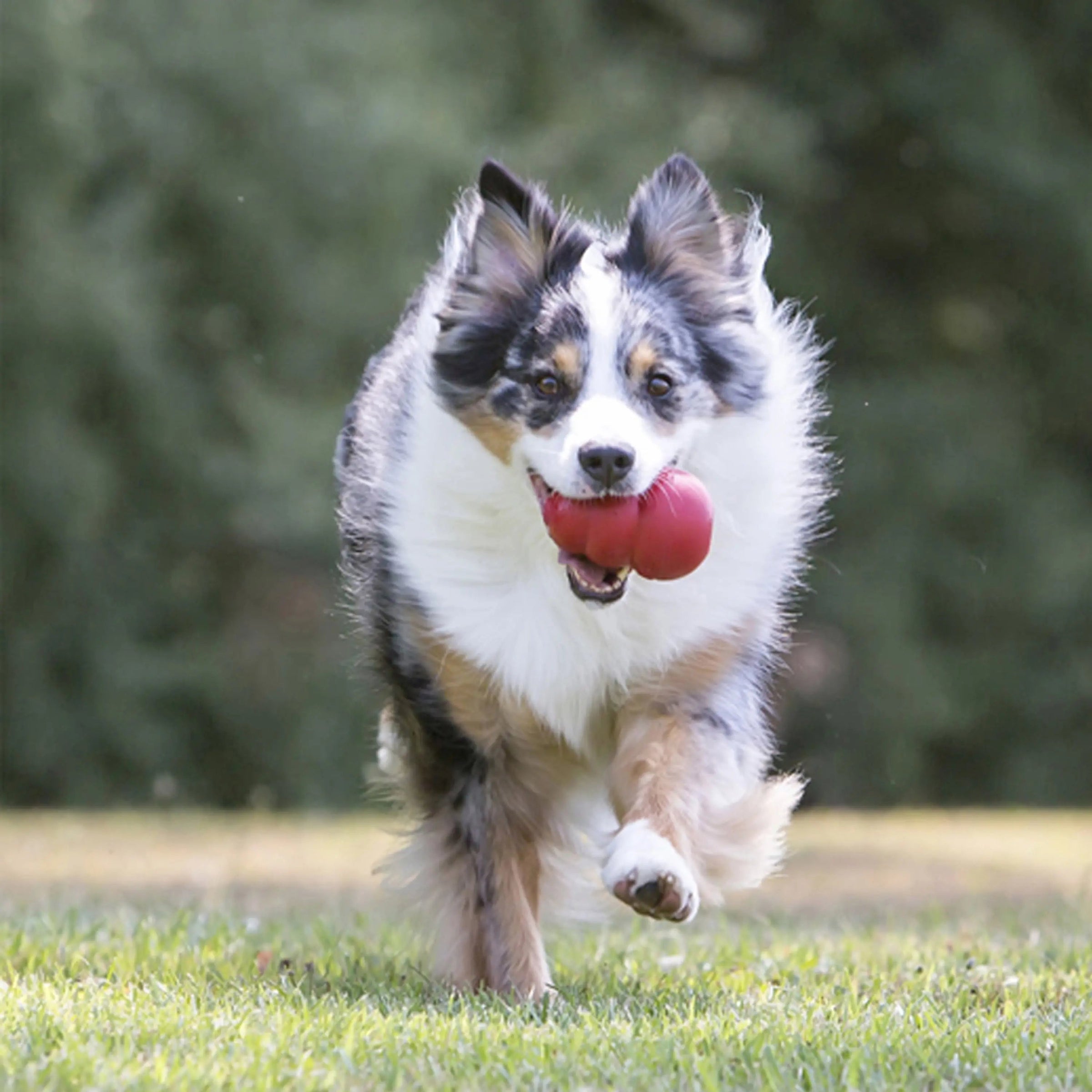 Classic Stuffed Dog Chew Toy, XXL