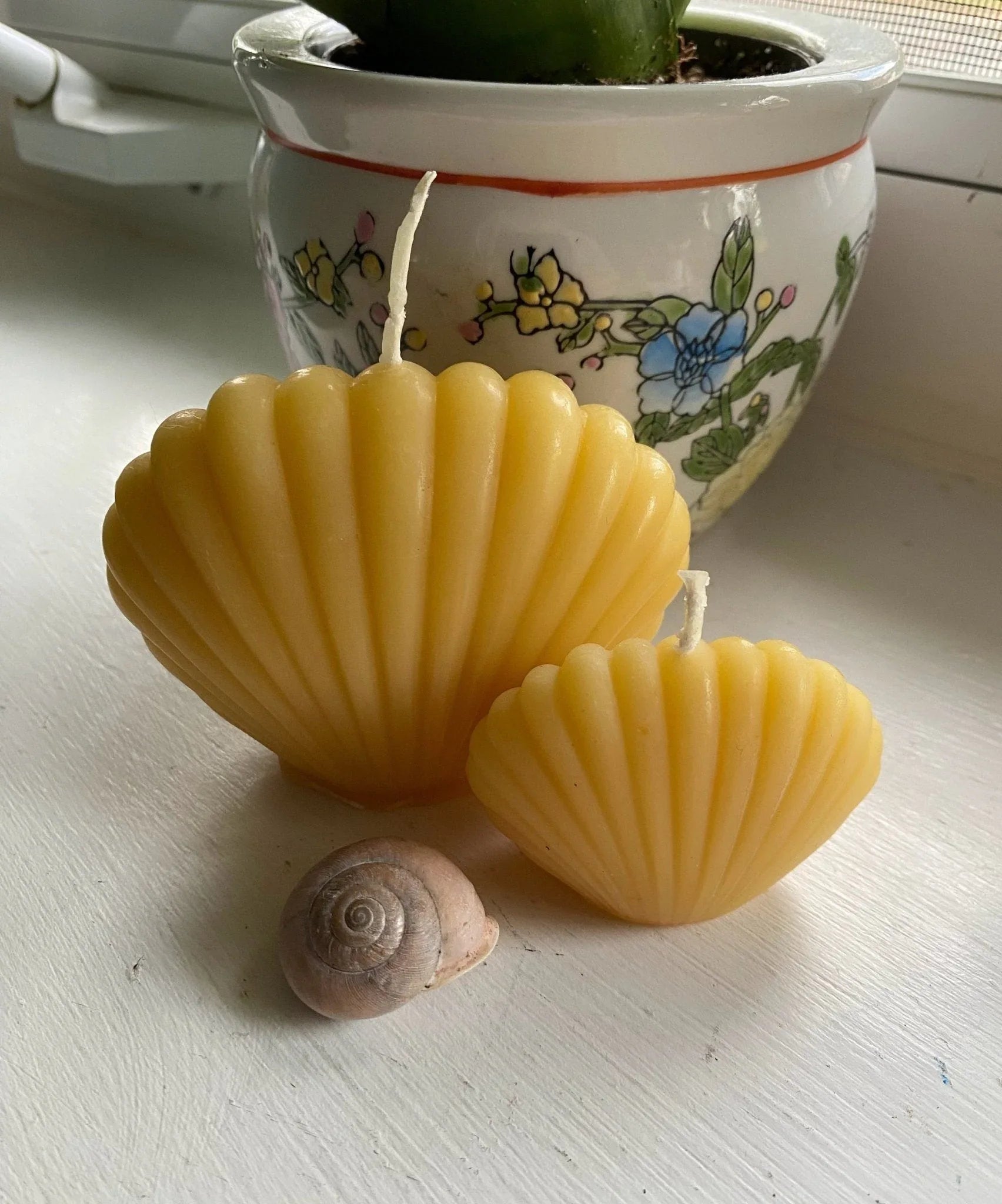Clam Shell Beeswax Candle Set - BIG FRENCHIES