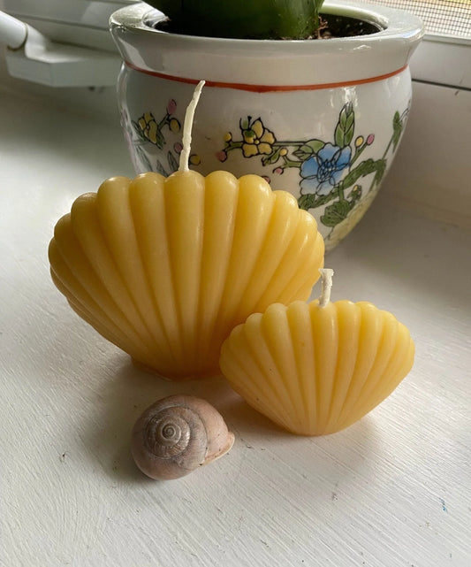 Clam Shell Beeswax Candle Set - BIG FRENCHIES