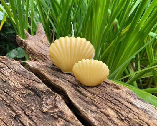 Clam Shell Beeswax Candle Set - BIG FRENCHIES