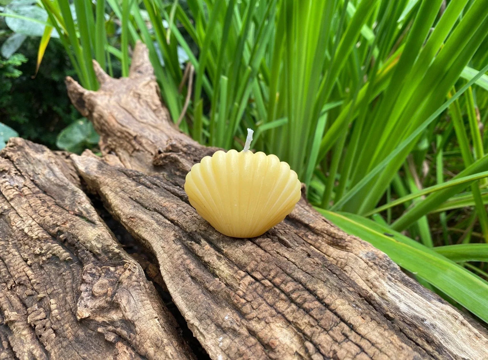 Clam Shell Beeswax Candle Set - BIG FRENCHIES