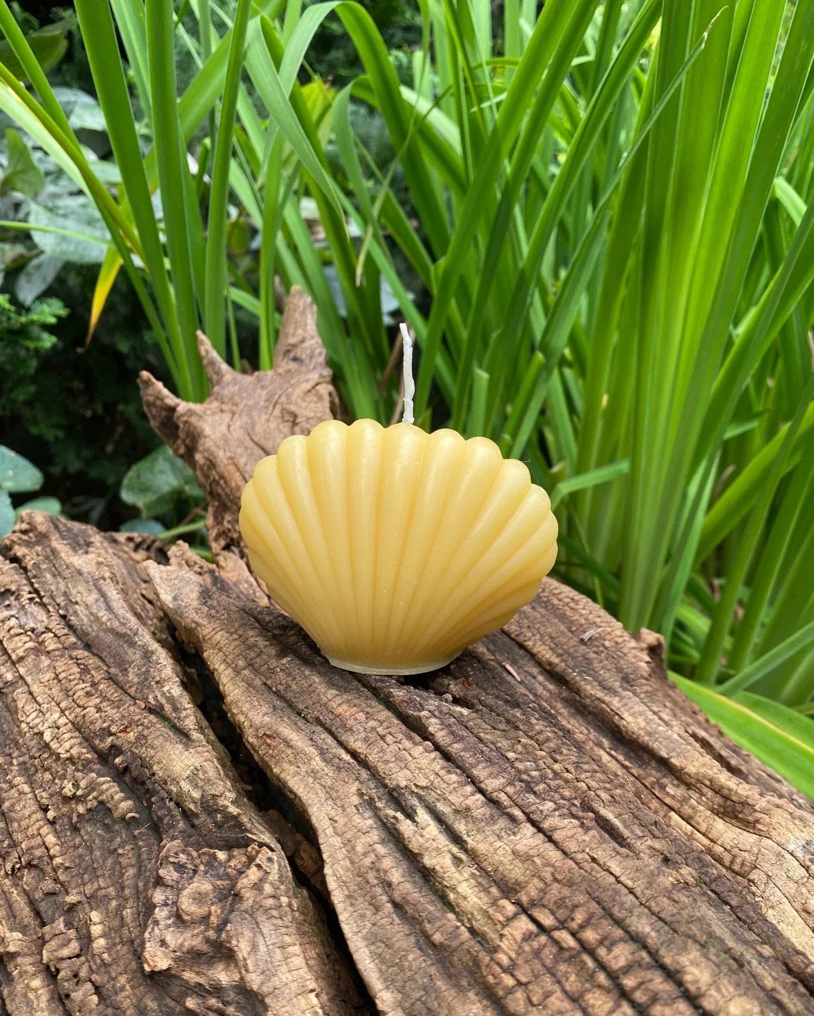 Clam Shell Beeswax Candle Set - BIG FRENCHIES