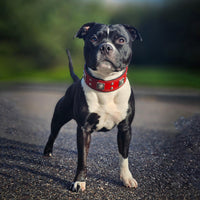 The "Eros" collar 2 inch wide Red