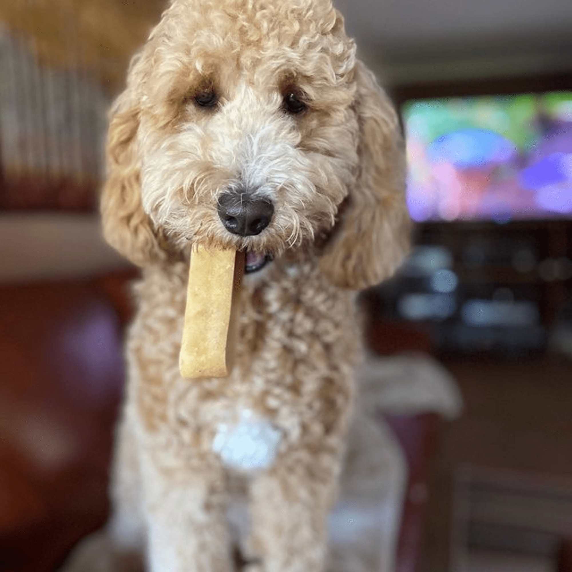 Coconut Cheese Chews for Dogs