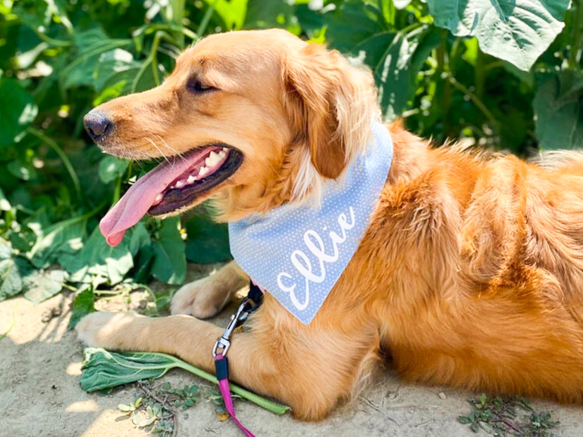 "Wild One" Birthday Dog Bandana