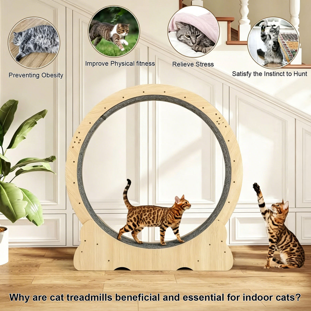 Cat Wheel, Large Cat Treadmill for Indoor Pets, Cats Exercise Running Wheel with Detachable Carpet, Quiet and Sturdy, Su