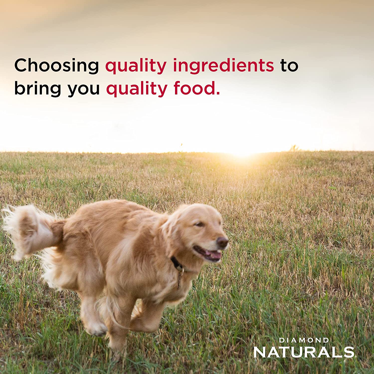 Diamond Naturals Small Breed Adult Dog Real Lamb Dry Food 18lbs.